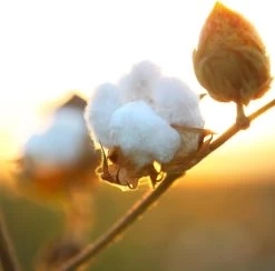 Air Wick Freshmatic Automatische Spray Luchtverfrisser - Pure Zachtheid Van Katoen Navulling - 3 Stuks - Voordeelverpakking 12 Air Wick Freshmatic Automatische Spray Luchtverfrisser - Pure Zachtheid Van Katoen Navulling - 3 Stuks - Voordeelverpakking -Winkel Met Schoonmaakproducten 1200x1183 1